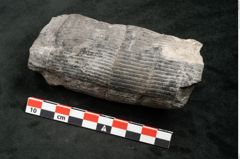 Foto (Seitenansicht) von Calamites communis Ettingshausen (NHMW-GEO-2024-0188-10961)